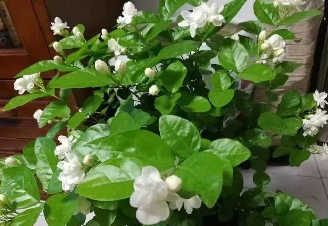 家中茉莉花盆栽花朵能泡水喝吗?自制清新茶饮。