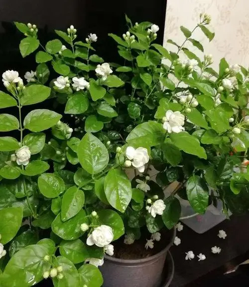 家中茉莉花盆栽花朵能泡水喝吗?自制清新茶饮。