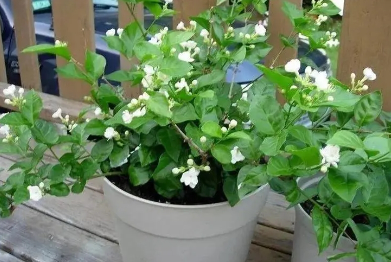 家中茉莉花盆栽花朵能泡水喝吗?自制清新茶饮。