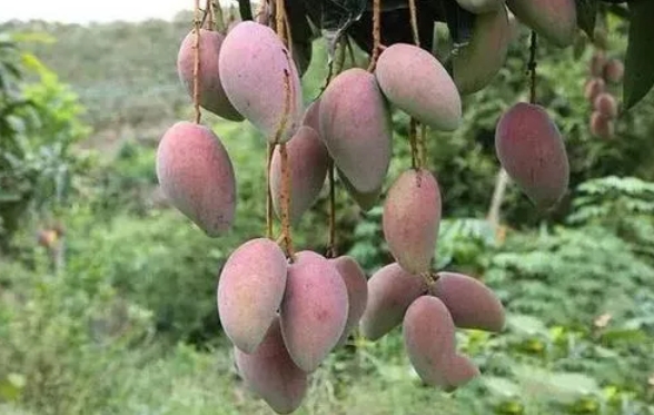 <b>马里卡芒果种植产地介绍：金沙江畔的生长甜蜜奇迹。</b>