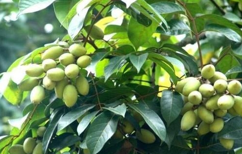 <b>橄榄家族大不同：黄榄果与橄榄的味觉与文化区别</b>