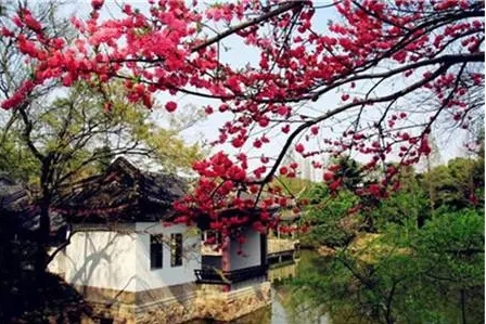 <b>一树梅花一院香，风水大师教你梅树种植风水指南</b>