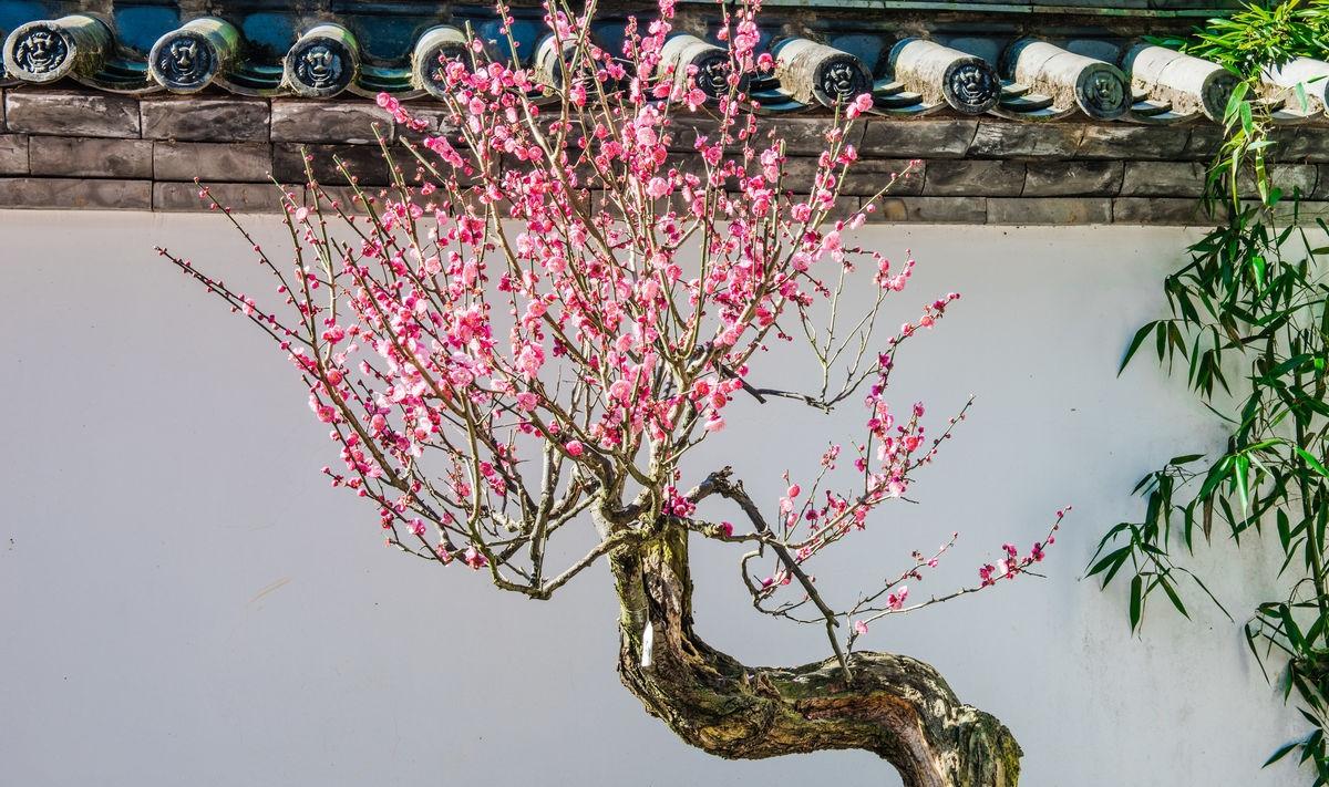 一树梅花一院香,风水大师教你梅树种植风水指南