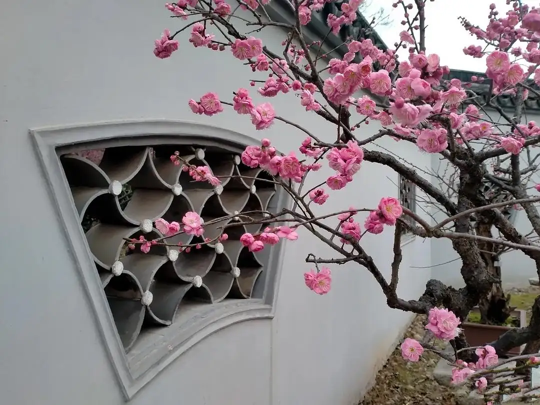 一树梅花一院香,风水大师教你梅树种植风水指南
