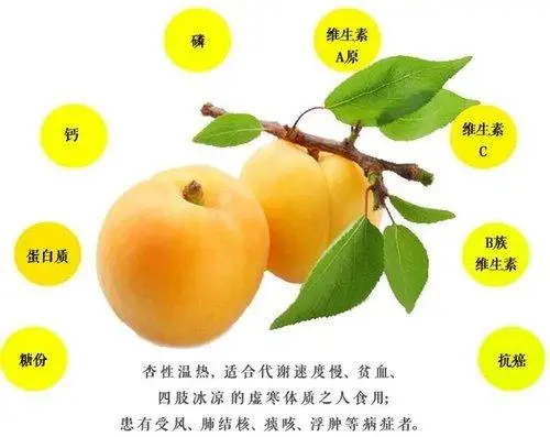杏子一天最多吃几个合适?每日限量,美味不超标