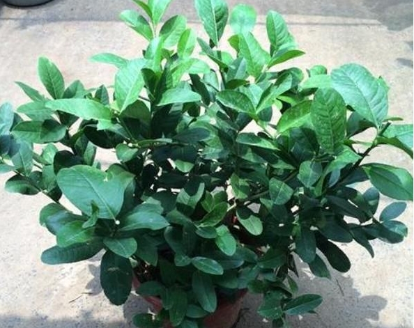 <b>柠檬树盆栽养护攻略，专家分享种植技巧柠檬香满屋。</b>