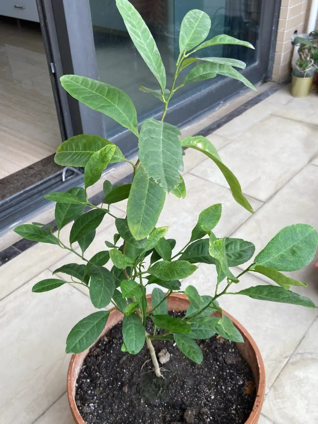 柠檬树盆栽养护攻略,专家分享种植技巧柠檬香满屋。