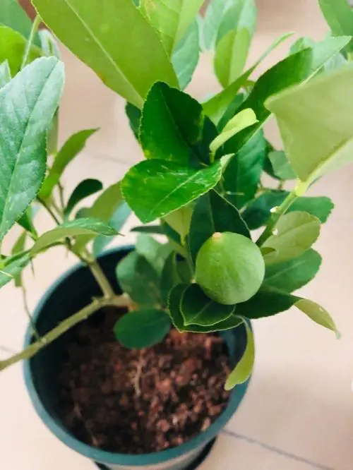 柠檬树盆栽养护攻略,专家分享种植技巧柠檬香满屋。