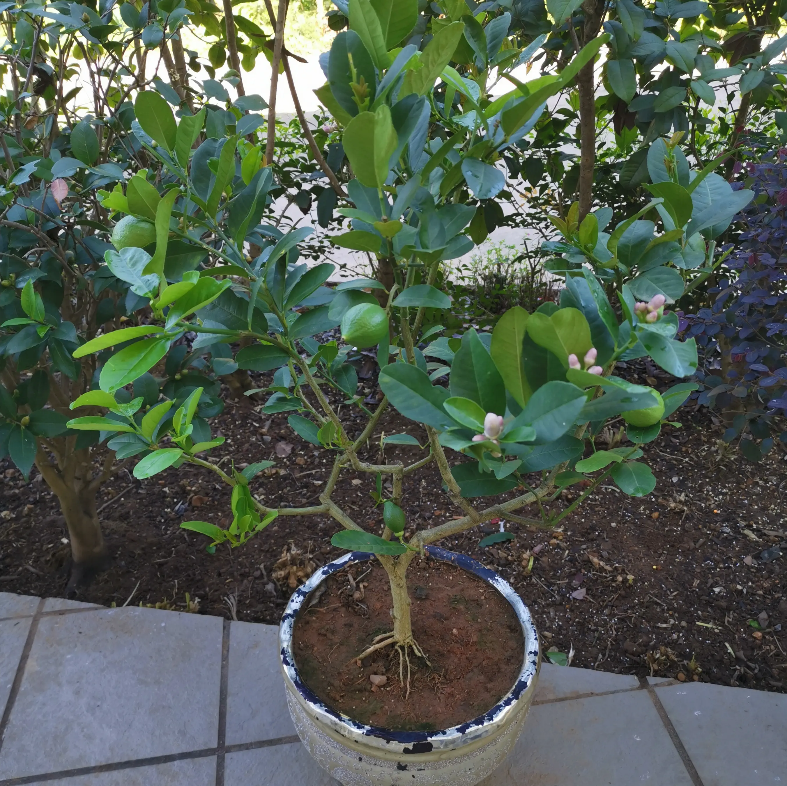 柠檬树盆栽养护攻略,专家分享种植技巧柠檬香满屋。