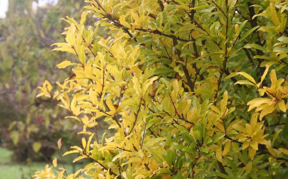 石榴花黄叶以及叶子掉光怎么办?石榴树紧急救援手册防治。