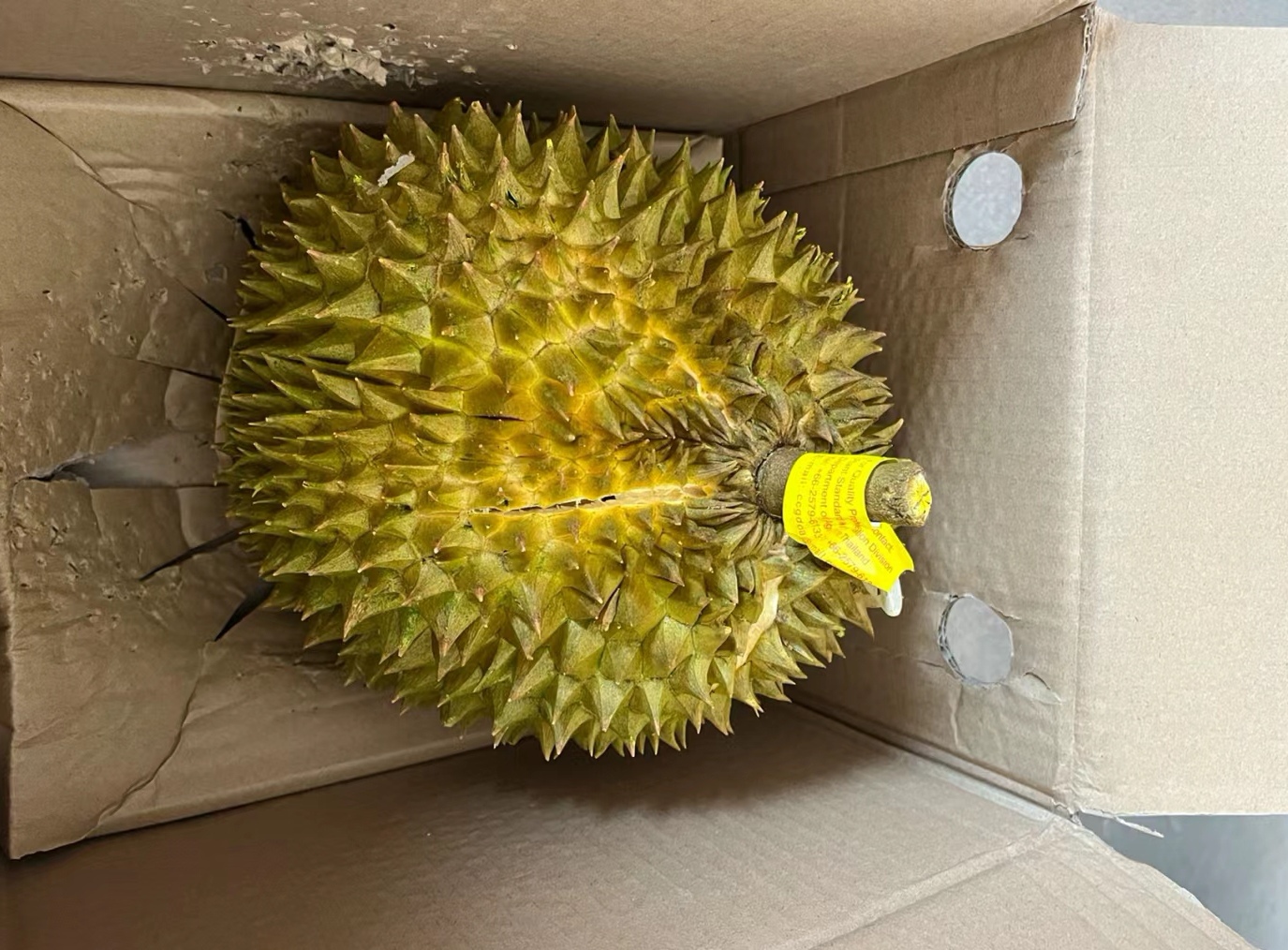 热带果王如何保鲜?榴莲冷藏存放时间实践