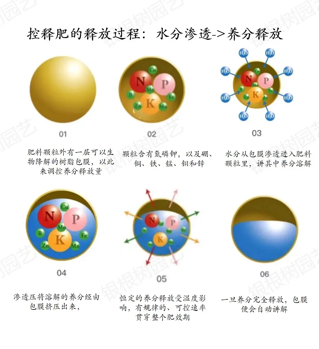 缓控释肥:为作物量身定制的“营养餐”
