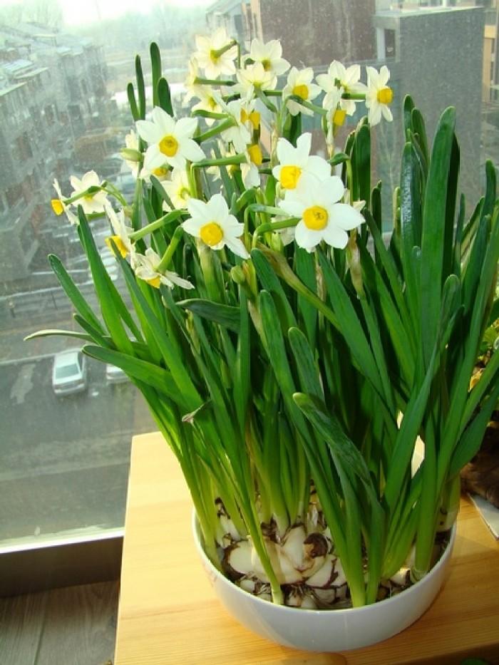 水仙花可以养多久?掌握这些养护技巧,让美丽延续