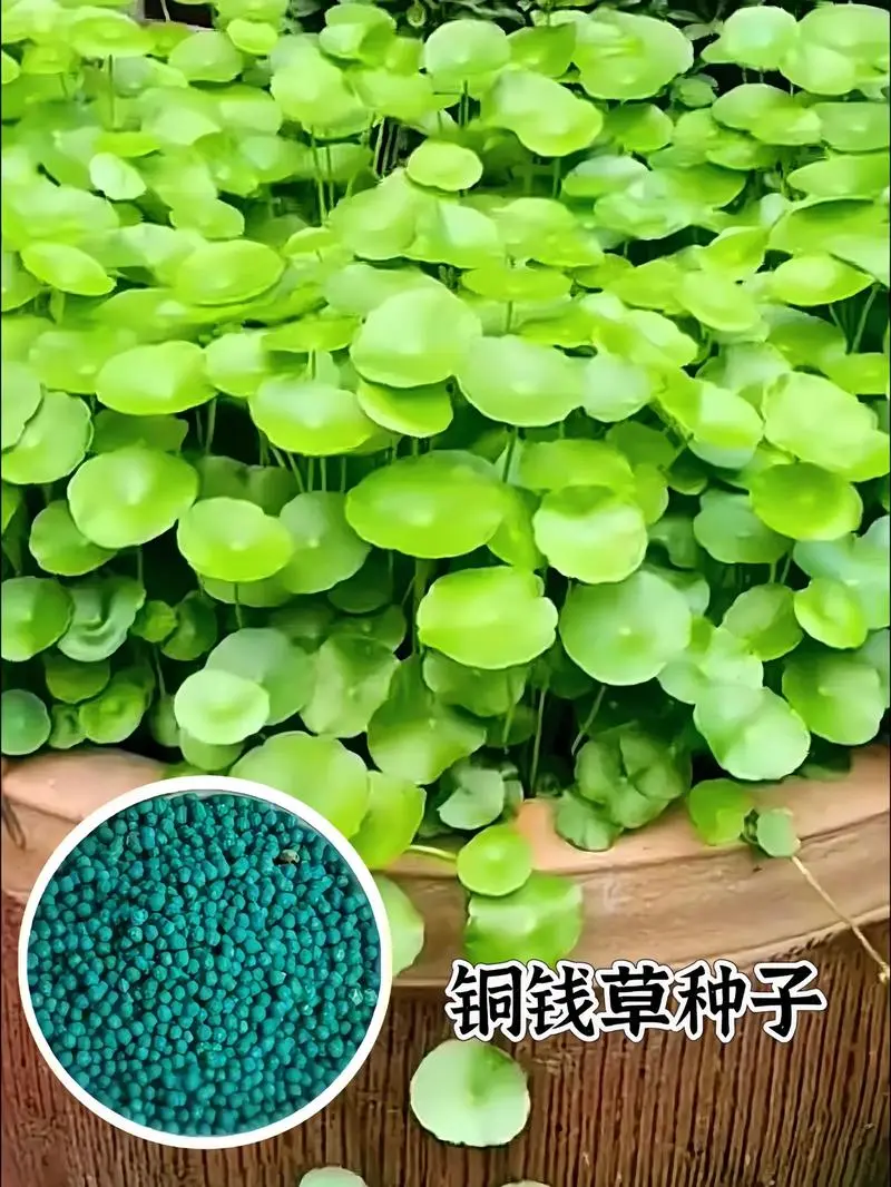 铜钱草种子长什么样?一看就懂的养殖方法指南
