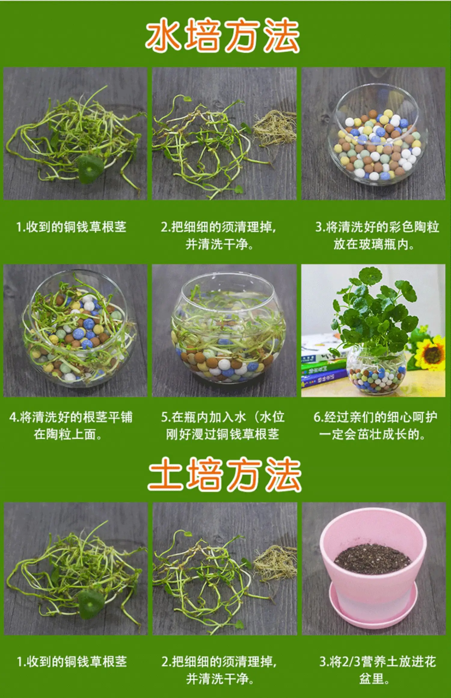 铜钱草种子长什么样?一看就懂的养殖方法指南
