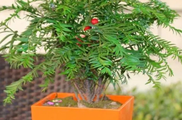 <b>养护红豆杉盆栽的五大秘诀，轻松迎来花开满枝</b>
