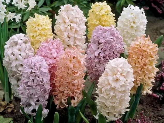 <b>风信子有什么颜色？紫色浪漫or粉色甜蜜能俘获你？</b>