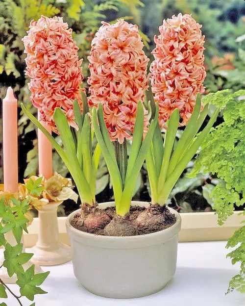 风信子有什么颜色?紫色浪漫or粉色甜蜜能俘获你?