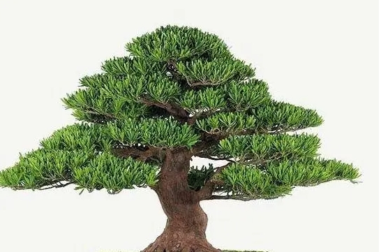 <b>和罗汉松相似的植物有哪些？虽非罗汉松，却同样令人惊艳</b>
