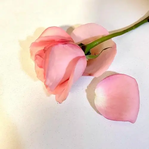 玫瑰花外层花瓣一碰就掉怎么回事?拯救玫瑰行动开启。