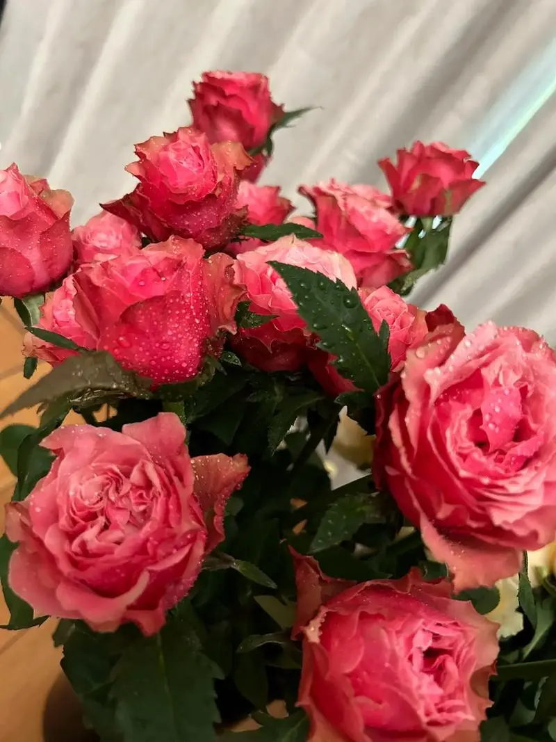 玫瑰花外层花瓣一碰就掉怎么回事?拯救玫瑰行动开启。