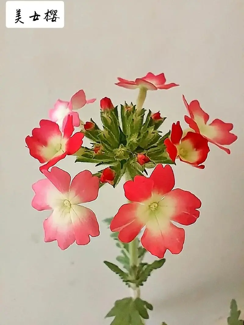 美女樱是一年生还是多年生植物?
