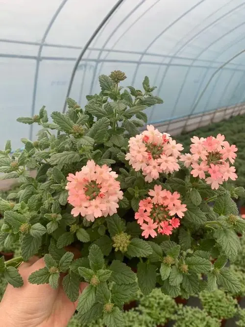 美女樱是一年生还是多年生植物?