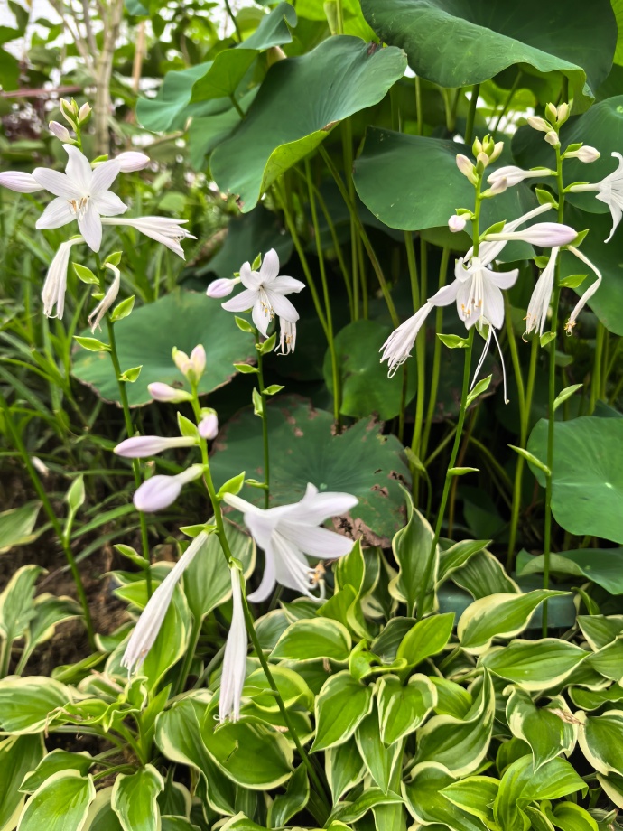 玉簪花有毒吗?室内也能养的玉簪花攻略?