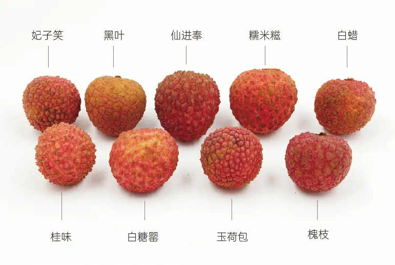荔枝盛宴!荔枝品种排行榜前十王者。