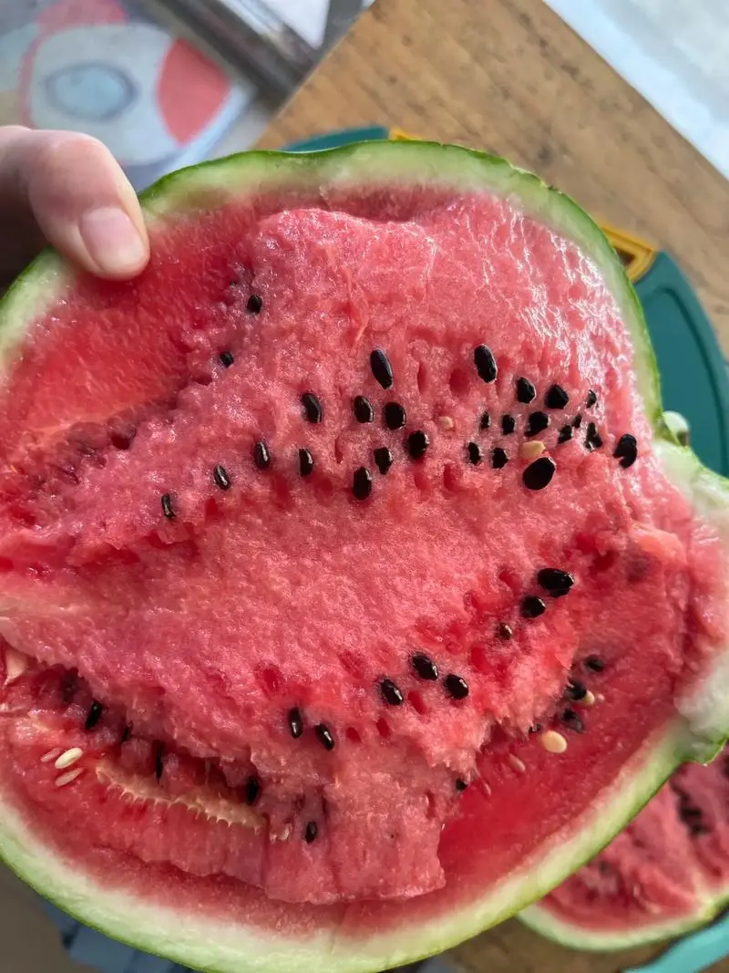 无籽西瓜为什么还是有籽?揭秘西瓜籽真相。