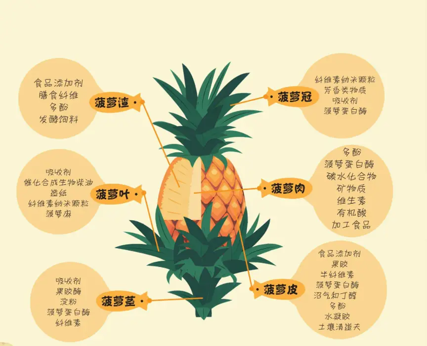 菠萝的生长过程介绍:一场热带风情的华丽演出