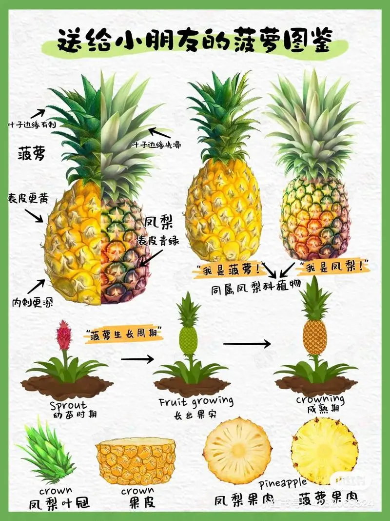 菠萝的生长过程介绍:一场热带风情的华丽演出