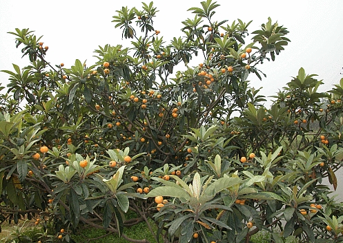 <b>探秘自然：枇杷树是乔木还是灌木植物？</b>