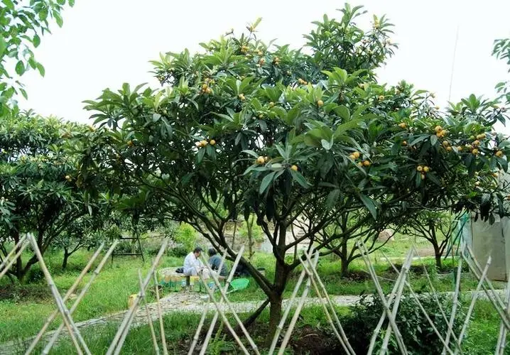 探秘自然:枇杷树是乔木还是灌木植物?