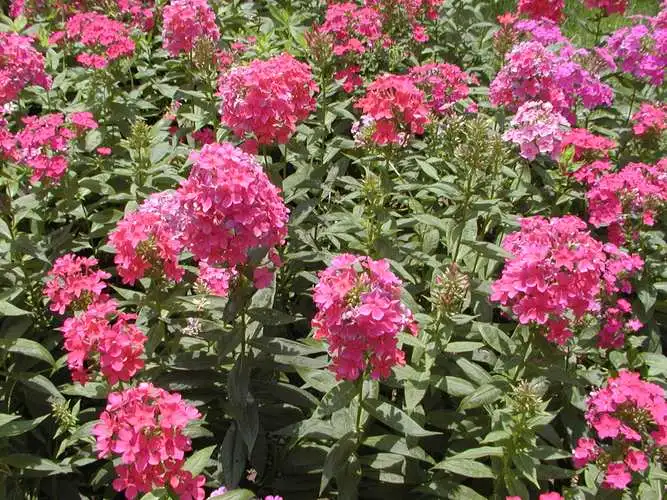 福禄考冬天怕冻吗?花园精灵养护攻略