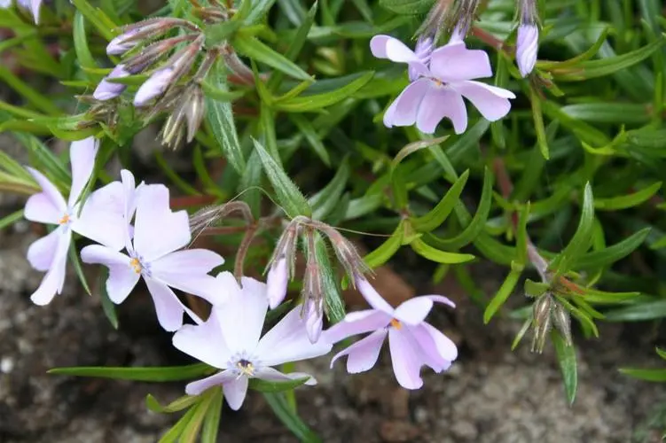 福禄考冬天怕冻吗?花园精灵养护攻略