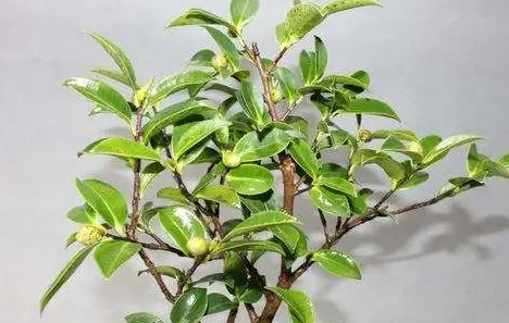 <b>茶梅几月份修剪最好？让花朵更绚烂</b>