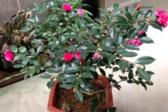 茶梅几月份修剪最好?让花朵更绚烂