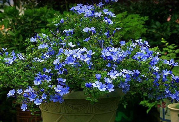 <b>蓝雪花夏天可以暴晒吗？夏日养护法则分享</b>