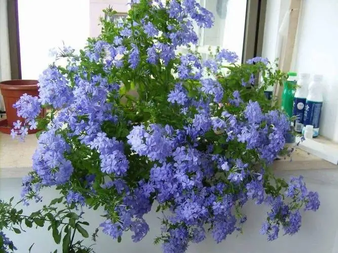 蓝雪花夏天可以暴晒吗?夏日养护法则分享