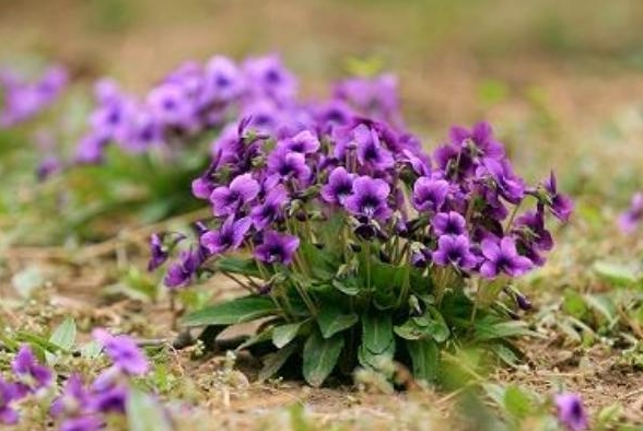 <b>小小植物潜力巨大，紫花地丁的经济价值高吗？</b>