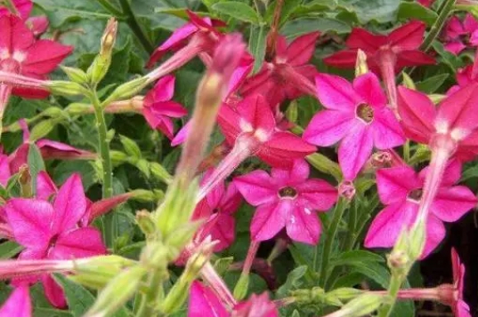 <b>花烟草多年生草本，打造四季不败的花园风景</b>