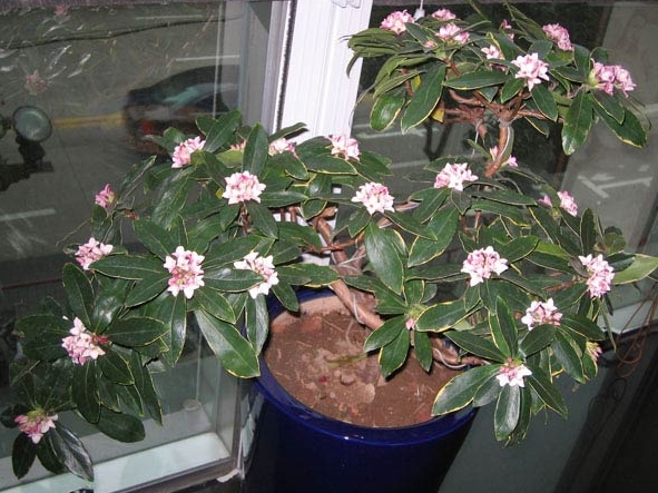 <b>瑞香花能长多高？最佳生长环境要求是什么？</b>