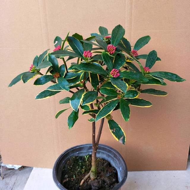 瑞香花能长多高?最佳生长环境要求是什么?