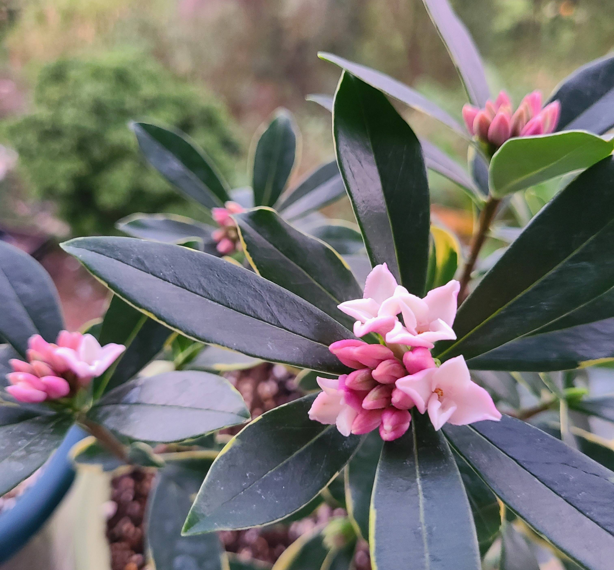 瑞香花能长多高?最佳生长环境要求是什么?