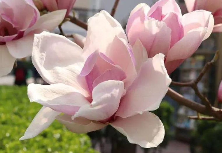 <b>玉兰花花瓣有几瓣？用途价值也非凡</b>