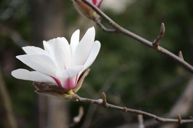 玉兰花花瓣有几瓣?用途价值也非凡