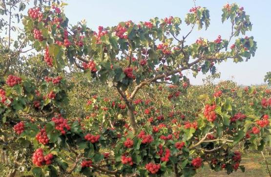 <b>山楂树高产的秘籍，环境要求和最佳种植密度指南</b>