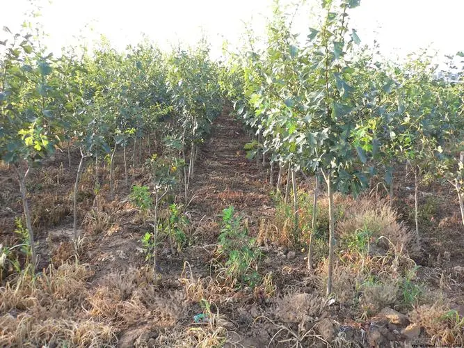 山楂树高产的秘籍,环境要求和最佳种植密度指南