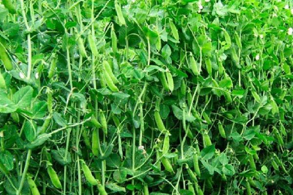荷兰豆种植用什么肥料好?